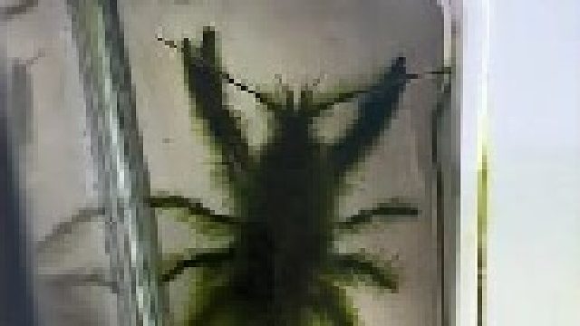 变异小龙虾要是小龙虾变异成功第一个就拿博主开刀