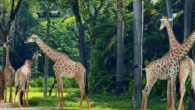 长隆动物园给长隆动物园一个饲养动物的机会能给你整出啦啦队