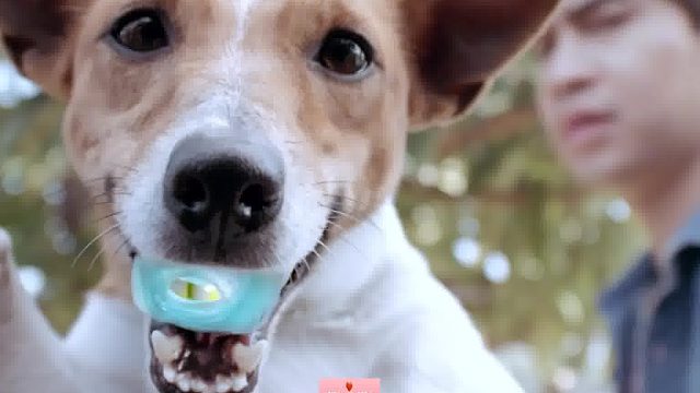 外星虫子寄生在旺财身上，到处寻找新的宿主