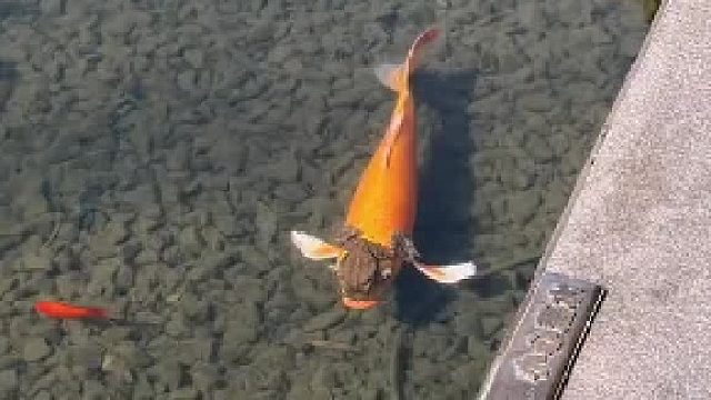 公园里遇到金蟾抱鲤，游客用伞将它们分开，网友：你救了鱼