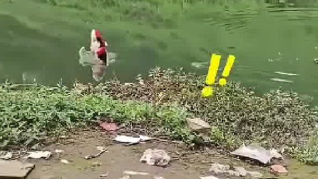 网友：这能忍？抽干必须抽干！