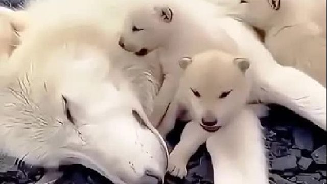 一群狼为了报恩竟冒着危险驱赶棕熊，女孩把它们当成孩子去对待