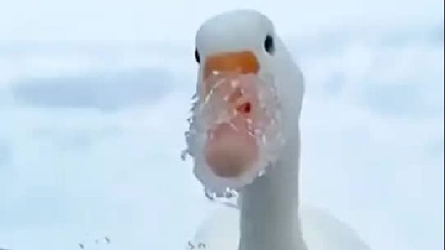 一只大鹅嘴巴被冰封祈求女孩出手相助，为了报答生了三枚蛋送给她