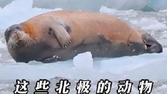 带你认识13种北极动物