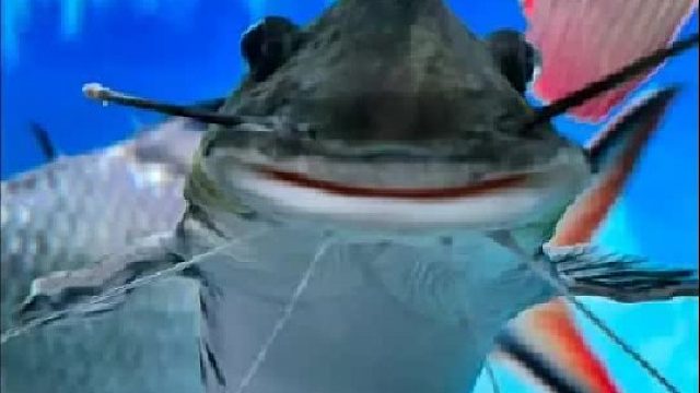 带你认识12种奇特的“鲶鱼”