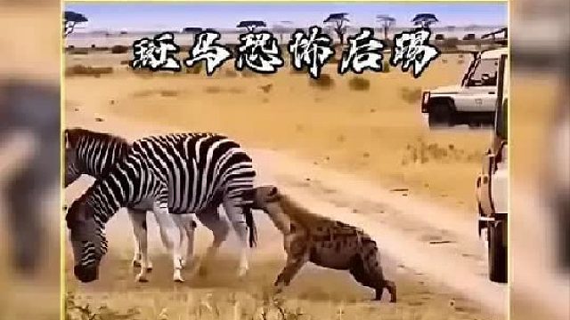 斑马的后腿踢究竟有多么恐怖
