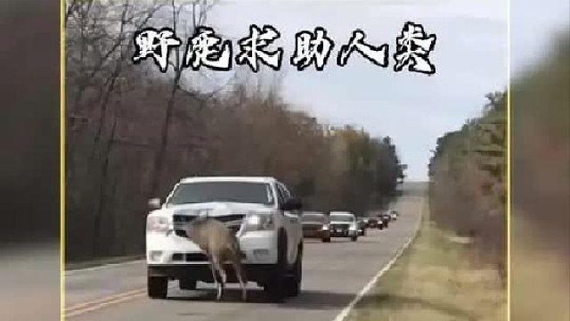 野鹿妈妈不顾危险冲撞汽车向人类求助
