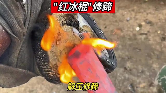“红冰棍”修蹄，高级的修蹄师，往往只需要最简单的修理工具和手法，