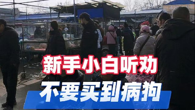 继续逛开封狗市，帮粉丝完成养宠心愿，新手逛狗市多逛多看慎入手