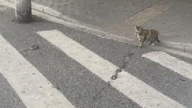 猫：这搞的我不好意思下嘴啊