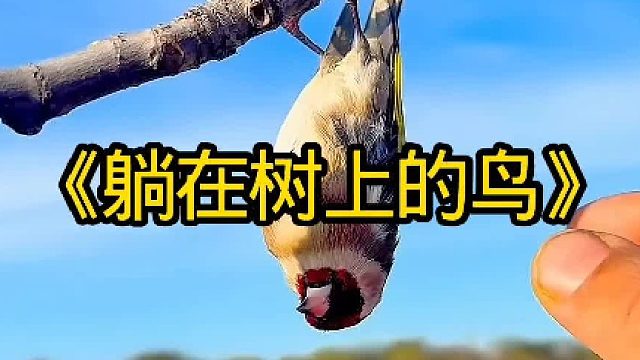 躺在树上的鸟居然重不修建鸟窝