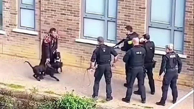 恶犬出没在马路欺负孩童，佛伯勒果断出手