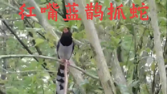 毒辣条的超级克星红嘴蓝鹊