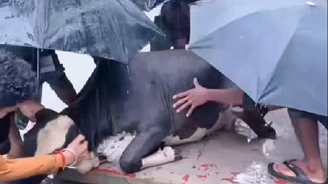 小黑牛不慎掉入马路沟渠，众人合力营救