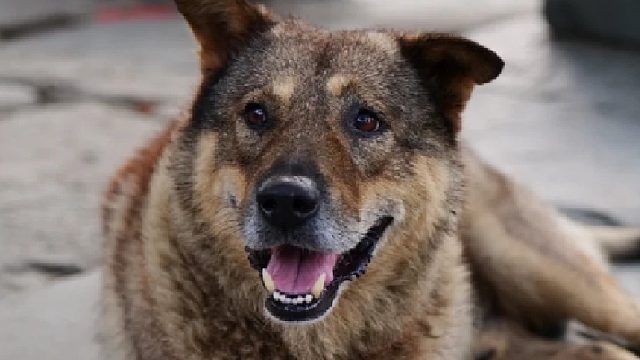 忠犬赛虎现实版忠犬八公小狗不懂死亡只会原地等待年
