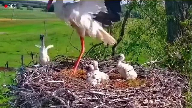 白鹳妈妈竟然残忍的杀死幼崽，背后原因令人心酸