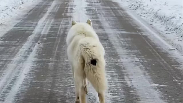 白狼妈妈跑到马路上寻求人类帮助