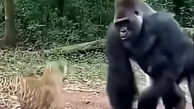 大猩猩的实力究竟有多么恐怖呢