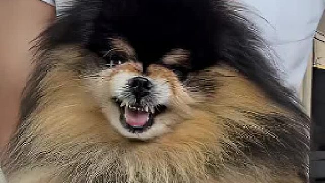 敢咬人直接烧开水