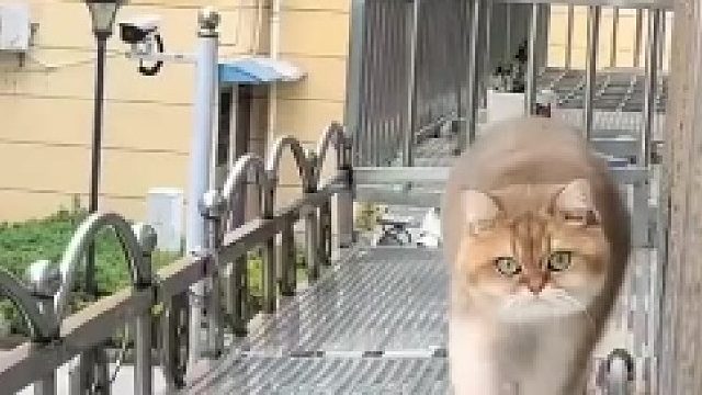 因为胖没跳过来，得亏胖没摔下去