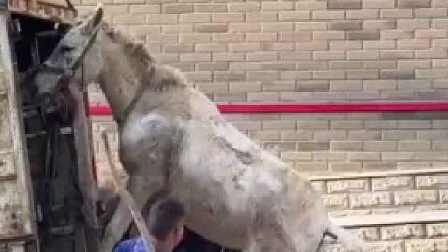 拉货的马累坏上不去车 被人一直抽打 网友：他失去人类该有的良知