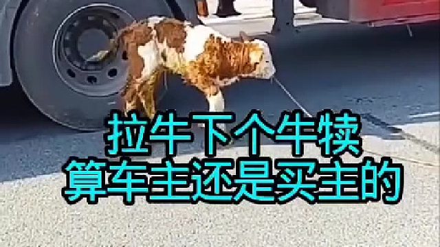 幸运牛犊，到底归谁呢？