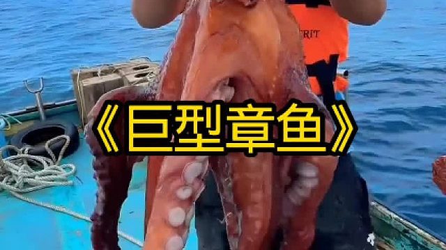 抓捕巨型章鱼