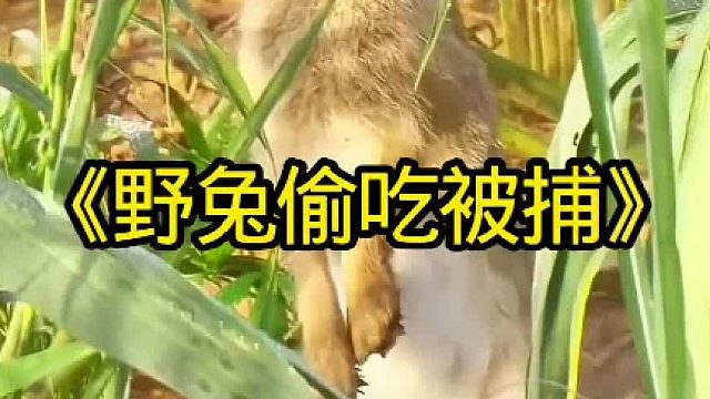 野兔偷吃被猎狗当场捕获