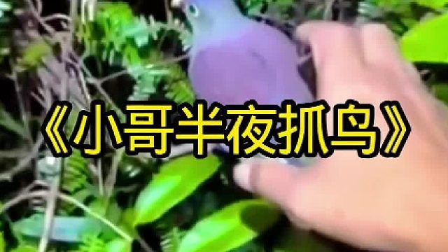 小哥半夜抓鸟在后山发现许多神秘动物