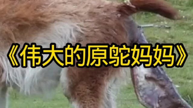 伟大的原鸵妈妈