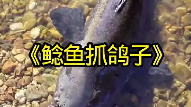 鲶鱼游到岸边抓鸽子