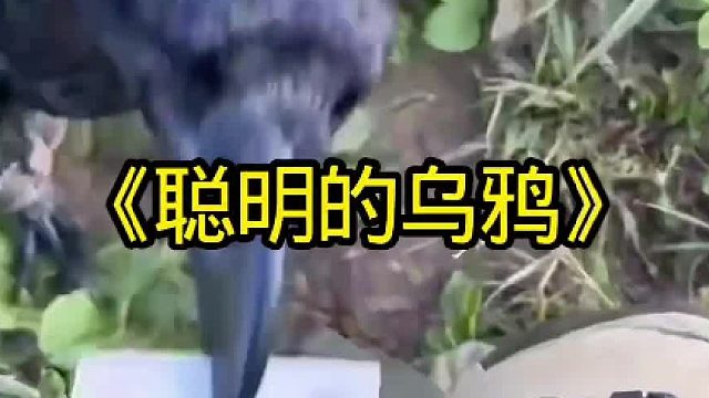 聪明的乌鸦居然给主人带来意外惊喜
