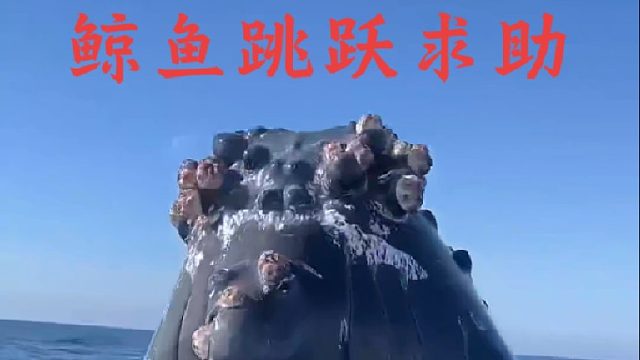 上百吨的鲸鱼跃出水面寻求人类帮助