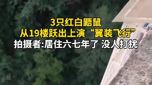 3只红白鼯鼠从19楼跃出上演“翼装飞行”，拍摄者居住六七年了，没人打扰。