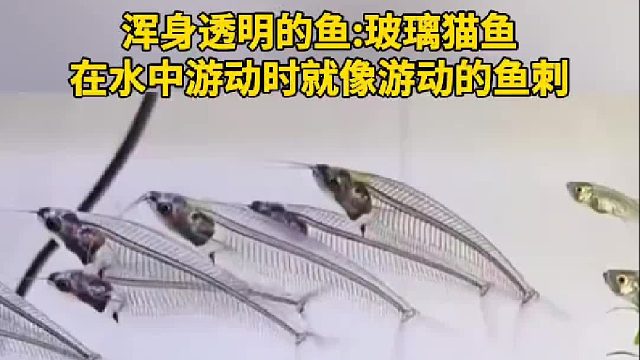 浑身透明的鱼玻璃猫鱼，在水中游动时就像游动的鱼刺。