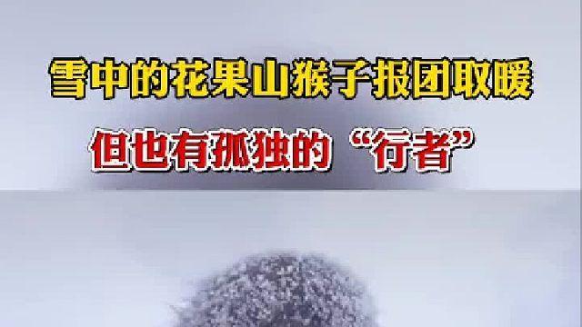 连云港花果山景区大雪，猴子报团取暖，但也有孤独的“行者”。