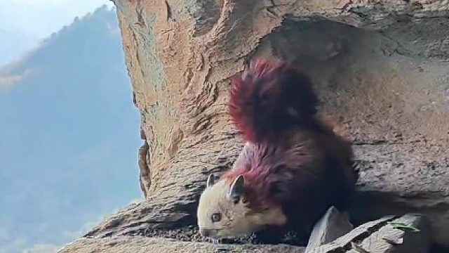 男子在武当山峭壁上偶遇“飞鼠”，趴在一堆“五灵脂”上，旁边窝里还有另一只小飞鼠。