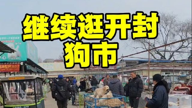 继续逛开封狗市，帮咱粉丝完成养宠心愿，新手小白狗市买狗慎重入