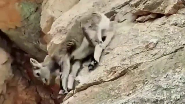 动物界最牛掰的攀岩大神北山羊岩羊