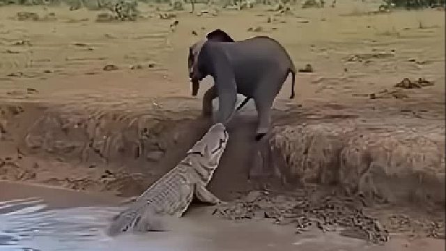 鳄鱼埋伏在水里伏击大象，结果悲剧了