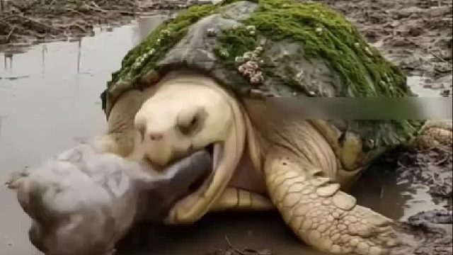 救援队紧急营救被困三百岁大白龟