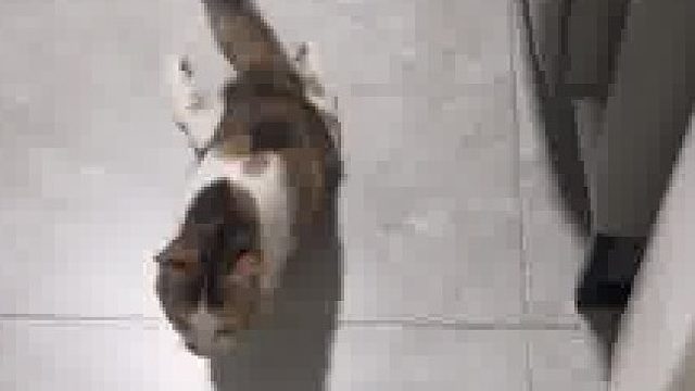 以防你没见过猫车漂移