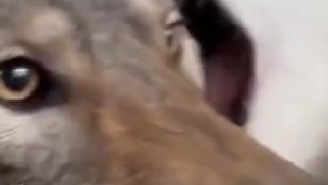 他真的想吃了它
