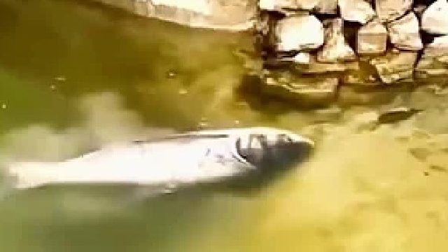 此鱼凶猛，无所不吞