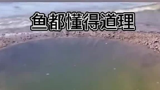 此鱼勇气可嘉，勇于迎战