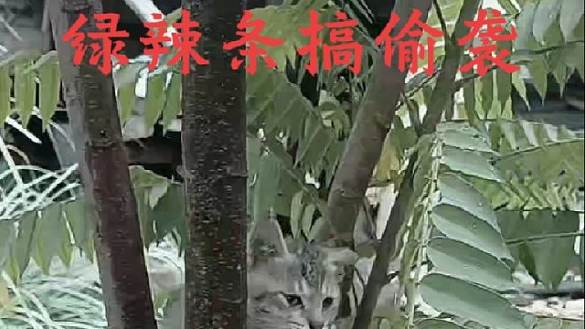 绿瘦精靠近猫咪想要偷袭它