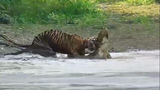 冷血鳄鱼遭到老虎迅速捕杀