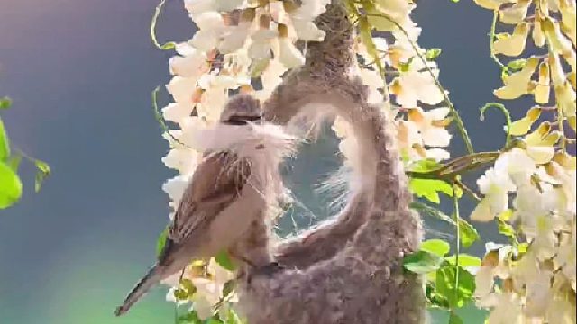 鸟界中著名的建房筑巢大师，简直太神奇了