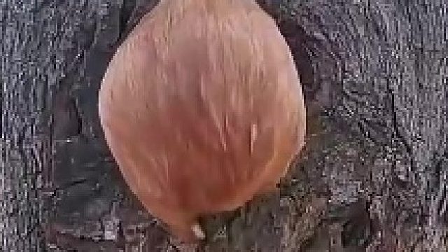 一脸懵逼，干蛤呢