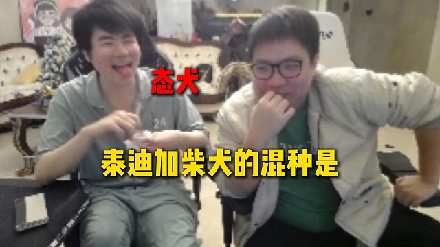 AJ当面问姿态泰迪加柴犬的混种是什么，听到姿态瞬间回答态犬直接没绷住